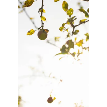 Apple Plant